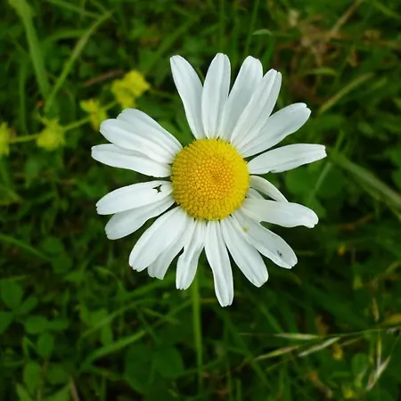 Andric * Fojnica