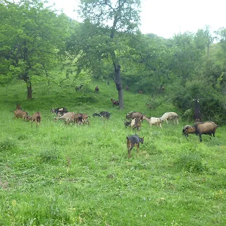 Bed & Breakfast Andric *