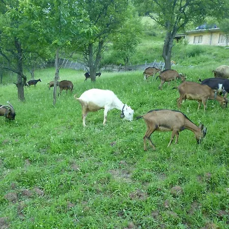 Bed & Breakfast Andric