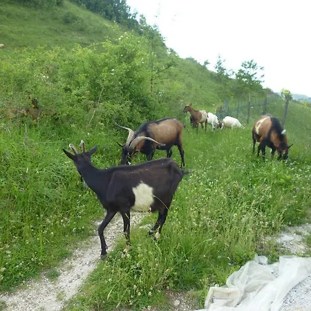 Andric Fojnica