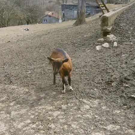 Frühstückspension Andric Fojnica